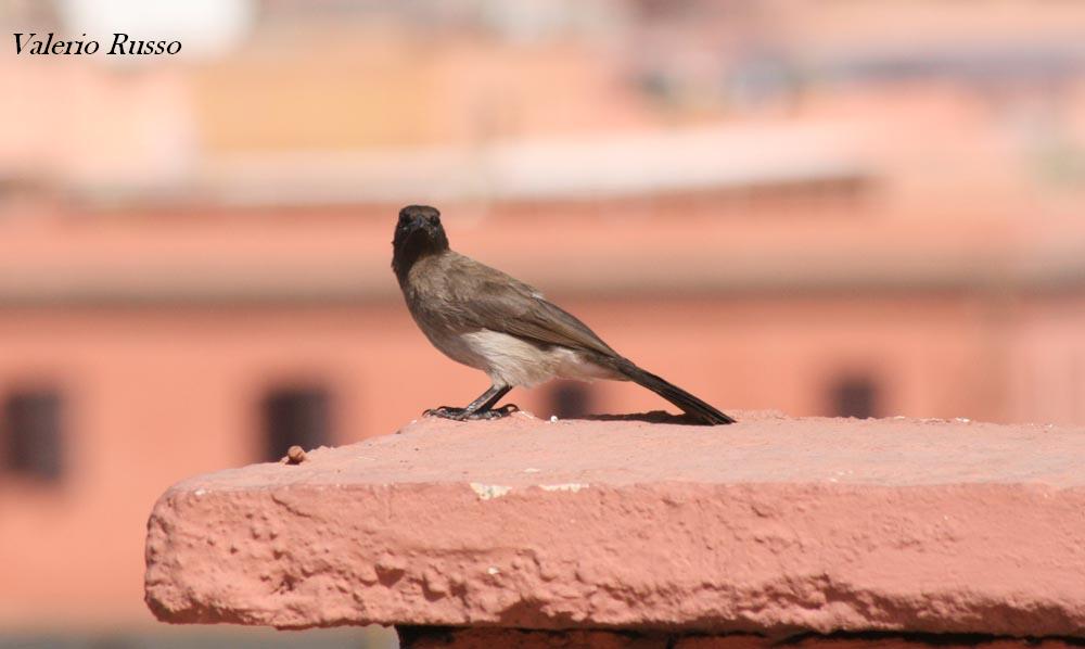 foto dal marocco